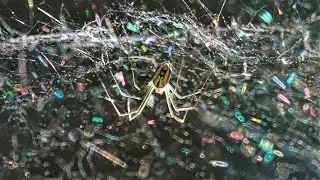 The Sierra Dome Spider