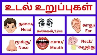 Human Body parts in Tamil and English|உடல் உறுப்புகள்|Parts ofthebody|educationvideo|ckkidslearning