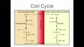 Glucose-Alanine Cycle: Pyruvate Recycling