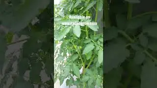 Free Delivery anywhere in India