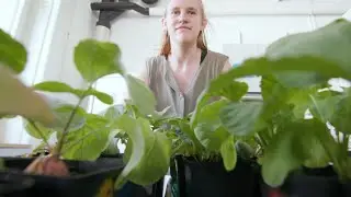 Natural Solutions to Combat Insect Pests in Food Production | Research at ETH Zurich