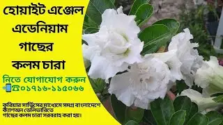 হোয়াইট এঞ্জেল এডেনিয়াম গাছের কলম চারা || White Angel Adenium Tree