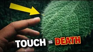 These Plants Don't Just Kill Animals &ndash; They Torture Them