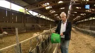 Agriculture : le mouton n'a pas la cote en Haute-Normandie