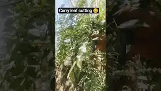 regrow purpose curry cutting 😊nishkala #vlog #food #foodchannel #ihavethisthingwithplants