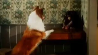 Lassie stunts ep 32 Various wild animals 4