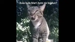 Mart Kedisi #mart #martayı #martkedisi #ilkbahar #corona #korona