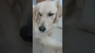 Candid moments/golden retriever/funnydogs #dog #golden #cutedogs #trending #viral #pets #funnydogs