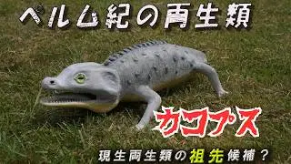 【ゆっくり解説】ペルム紀の両生類カコプスは現生両生類の祖先候補なのか？進化の謎に迫る