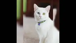 Khao manee cat's close up pictures ❤🥰🤩😍