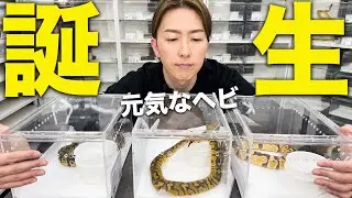 元気なヘビが大量に生まれました