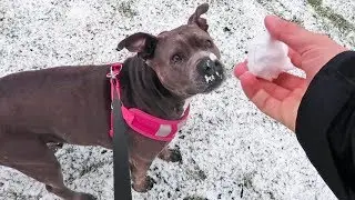 Pitbull's First Time In Snow