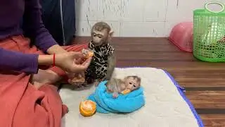 Cute Baby Monkeys Eating Oranges | Sweet & Funny Monkey Moments 🐒🍊