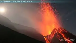 Abiotic Factors of an Ecosystem  Definition & Examples   Video & Lesson Transcript   Study com