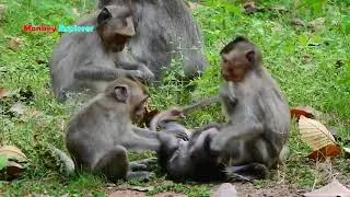 Aw, Help! help holding little Jinx falling down seriously Janna & Sami/ Jinx is so joyful playing.