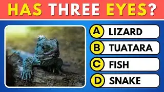 Which Creature Has Three Eyes? Quiz Slides