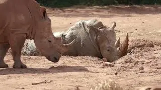 Lend a paw to conservation, volunteer with Zoos SA!