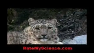 Snow leopard misses its prey, Rate My Science
