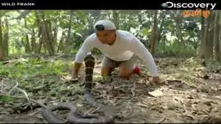 Wild frank kisses snake.....