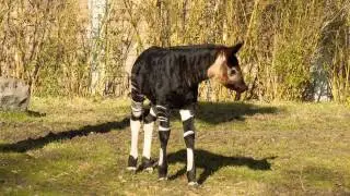 Baby Okapi Makes Public Debut!