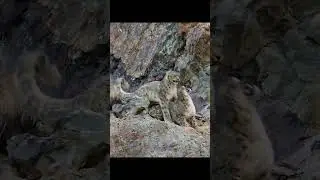 During the short mating... #trending #trendingshorts #youtubeshorts #ytshortsindia