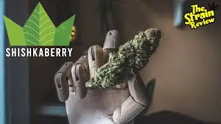 Shishkaberry by Redecan - Indica | The Strain Review