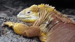 Reptiles of Galapagos Islands