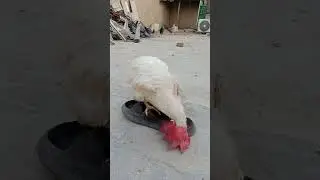 Hen Mating 🐓 Pagal Murgha 😡 Good morning hen Rooster sounds 🐓
