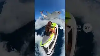 Girl on a Jet Ski Nearly Collides With a Shark. #shark #jetski