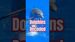 Dolphins Decoded: From Sleeping with Eyes Open to Using Tools
