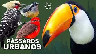 CANTOS de AVES URBANAS | Cantos de aves da cidade | P&aacute;ssaros urbanos