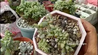 Crested succulent update/adellosegro 