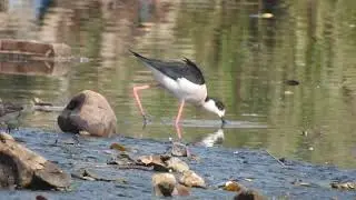 Australian Stilt? Black winged Stilt feeding behaviour DSCN8136 1