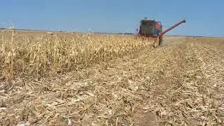 Combina romaneasca C14 la recoltat porumb cu heder Olimac 2020.