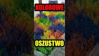 Wrzosy malowane sprayem z BRICO &ndash; nietypowa dekoracja na jesień #wrzosy #wrzos