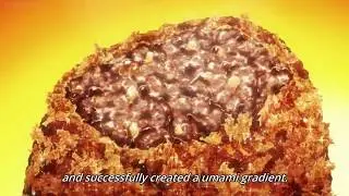 Yukihira Fried Bear Meat - Shokugeki no Soma Third Plate 2nd Cour