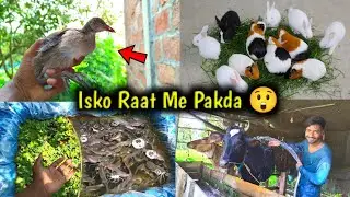 Isko Raat Me Pakda 🦜| Pets Vlog