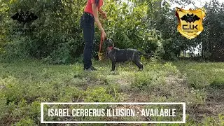 🐶 Must-Watch: Just 3 months old Cimarron Uruguayo Puppy Free Stacking 😍🌟