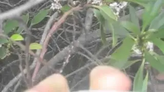 Bixler 1 Crash Compilation