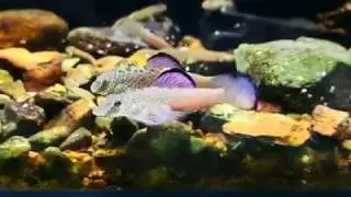 Purple Pseudogastromyzon Laticeps