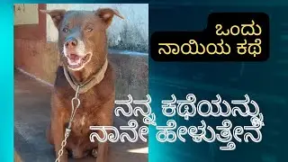 ಒಂದು ನಾಯಿಯ ಕಥೆ/one dog story from daimu/ಶ್ರೀ ಬ್ರಹ್ಮಲಿಂಗ ಕ್ರಿಯೇಷನ್ಸ್