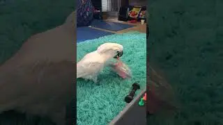 4 concentrated minutes of cockatoo playtime
