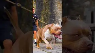Pit Monster Bullyxl (tri lilac)#bully #shorts #pet #pitbull #viral #dogs #pitmonster #trending