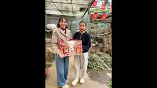 31/1 LINH TÙNG CÀNH ĐÀO ĐÁ LAI CHÂU 0869899172