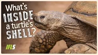 What Is Inside A Turtle's Shell?