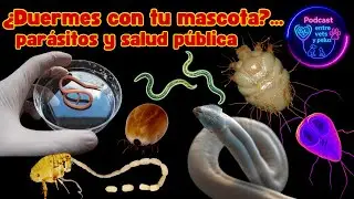 #20 ¿Duermes con tu mascota? parásitos-salud pública #saludpública #parasitos #mascotas #zoonosis