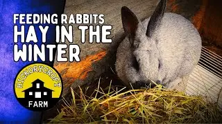 Feeding Rabbits Hay In Winter | Tip To Help Reduce Waste Hay If You Have Other Livestock