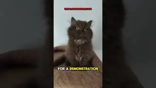 Grooming tips for long haired cats!