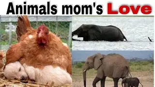 animals mom's love , cute animals 🐣