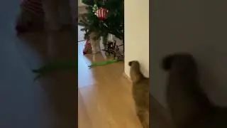 most amazing pets videos you must see
